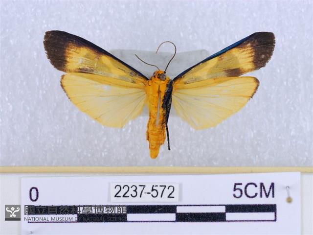 閃光苔蛾藏品圖，第2張