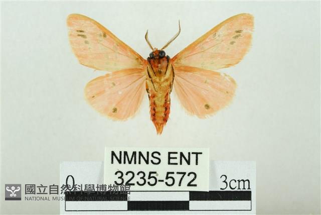 三條橙燈蛾藏品圖，第2張