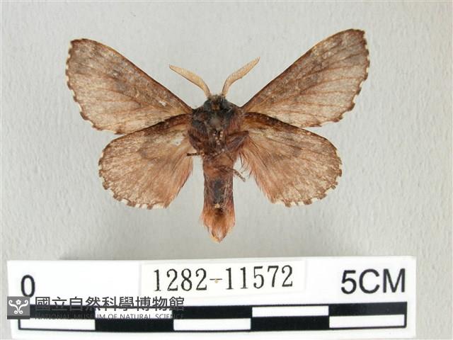 銀肩枯葉蛾藏品圖，第2張