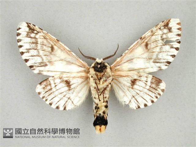 尖鋸舟蛾藏品圖，第2張