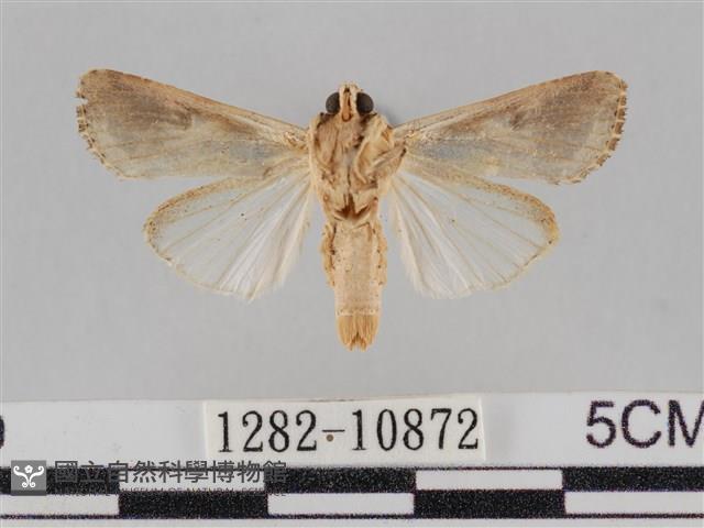 斜紋夜盜蛾藏品圖，第2張
