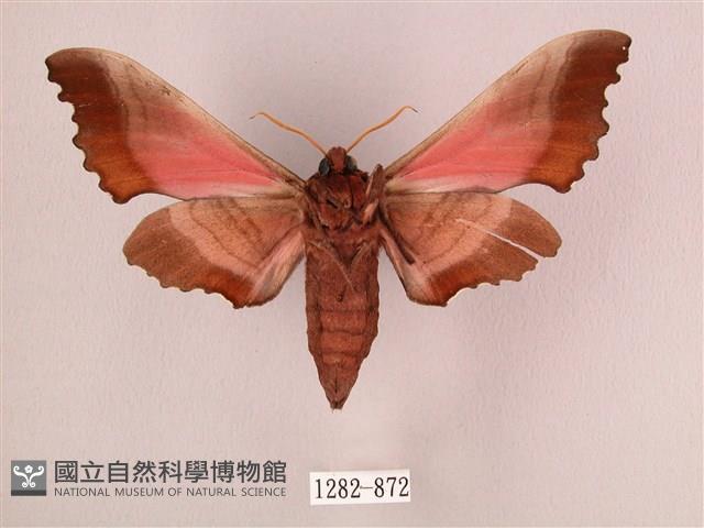 桃紅六點天蛾藏品圖，第2張