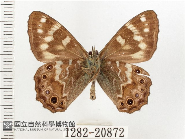 玉山幽眼蝶藏品圖，第2張