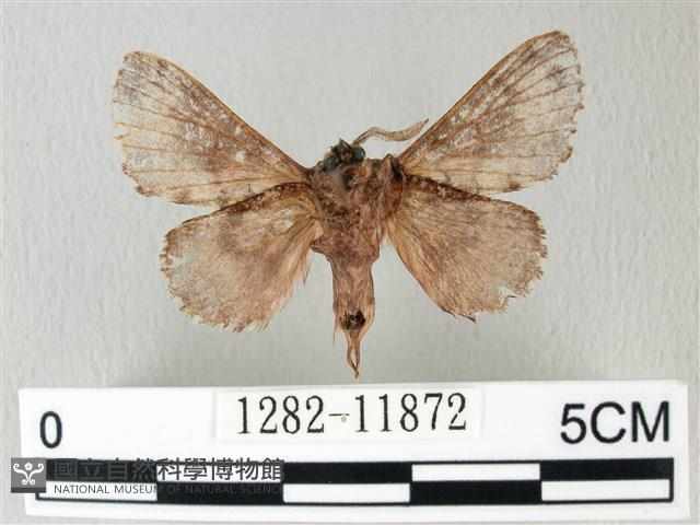 銀肩枯葉蛾藏品圖，第2張
