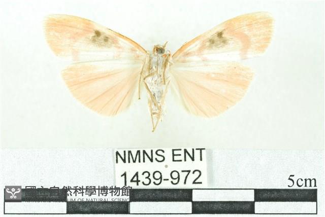 臺雪苔蛾藏品圖，第2張