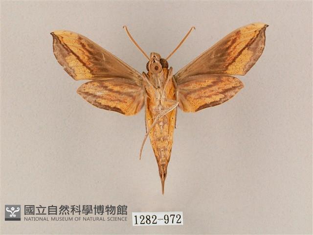 斜綠天蛾藏品圖，第2張