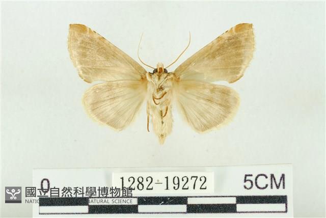 印華波紋蛾藏品圖，第2張