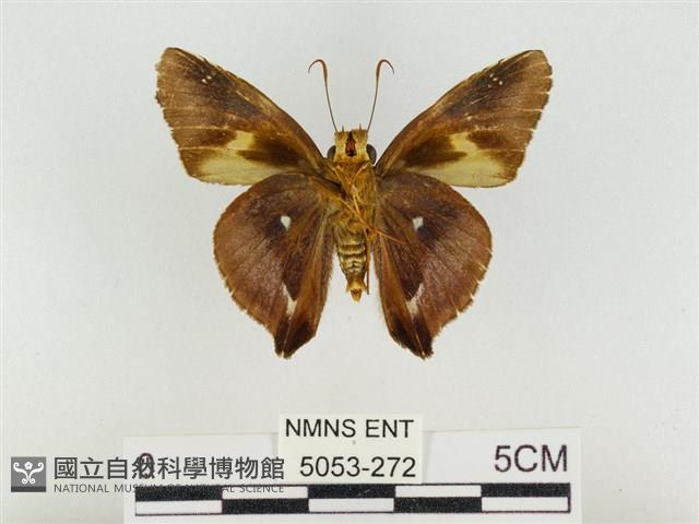 鐵色絨弄蝶藏品圖，第2張