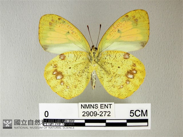 異粉蝶、雌白黃蝶藏品圖，第2張