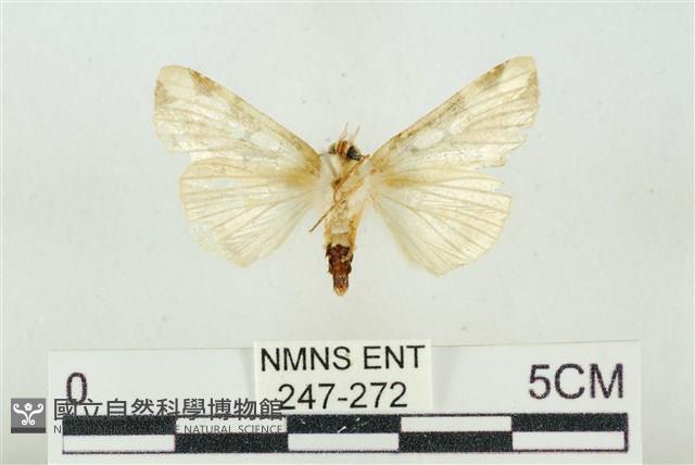 連珠波紋蛾藏品圖，第2張