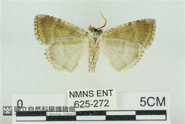 臺灣銀斑異波紋蛾藏品圖，第2張