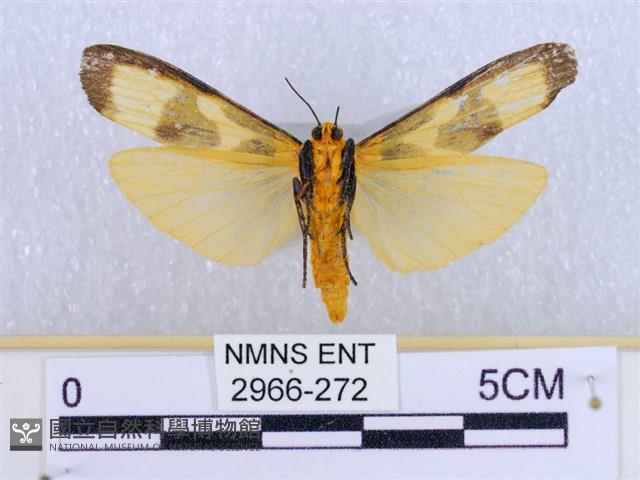 閃光苔蛾藏品圖，第2張