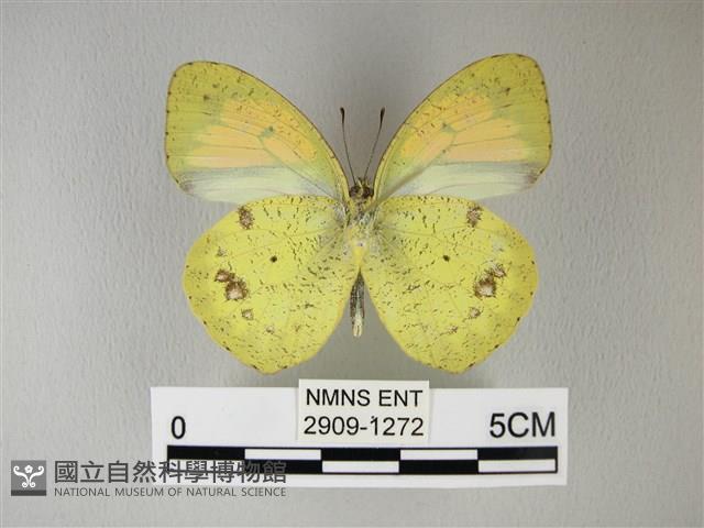 異粉蝶、雌白黃蝶藏品圖，第2張