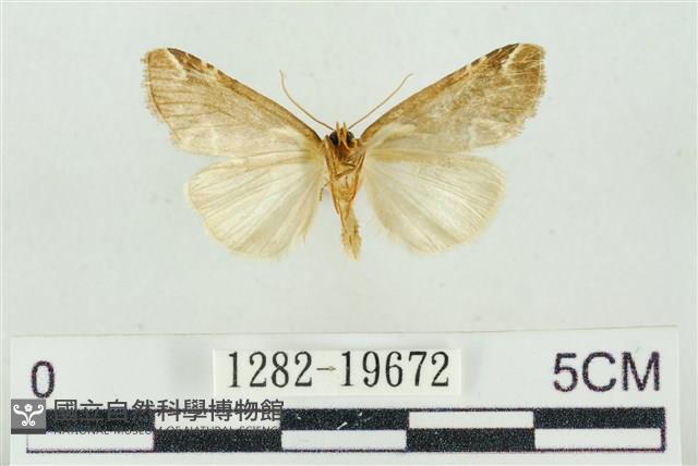 臺美波紋蛾藏品圖，第2張