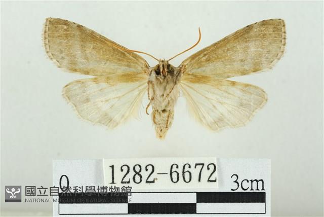 臺圓波紋蛾藏品圖，第2張