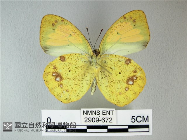 異粉蝶、雌白黃蝶藏品圖，第2張