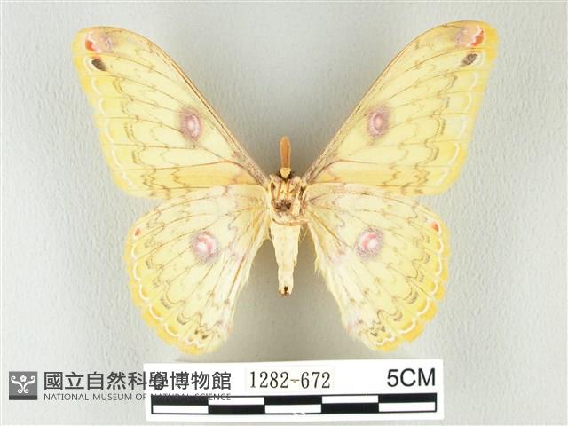 黃豹天蠶蛾藏品圖，第2張