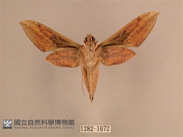 背線天蛾藏品圖，第2張