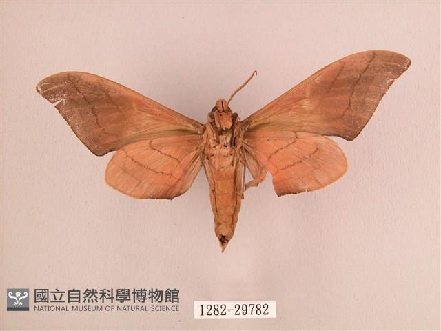 直翅六點天蛾藏品圖，第2張