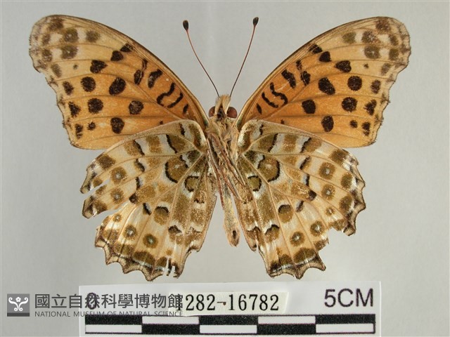 斐豹蛺蝶藏品圖，第2張