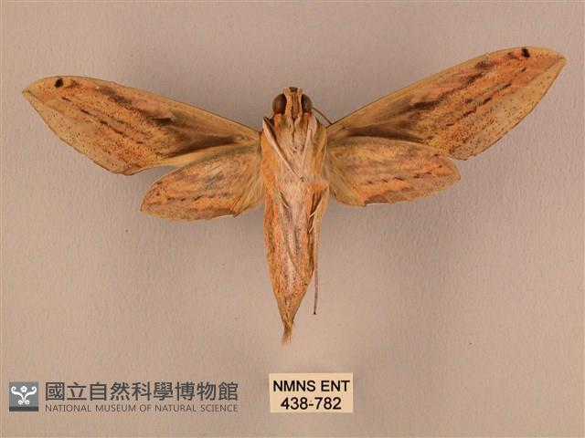 棕綠背線天蛾藏品圖，第2張