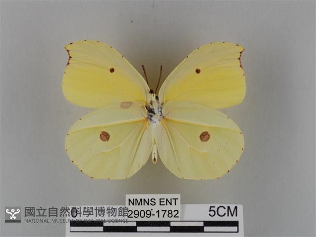 圓翅鉤粉蝶藏品圖，第2張