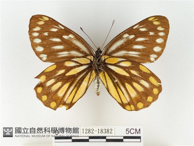 黃裙豔粉蝶藏品圖，第2張