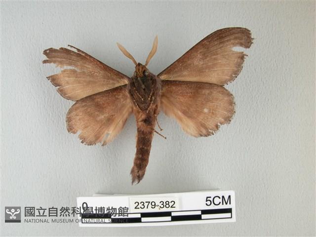 隱波紋枯葉蛾藏品圖，第2張