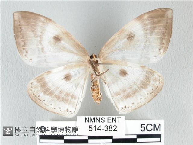 圓翅大鉤蛾藏品圖，第2張