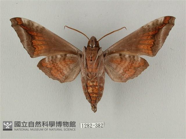 全緣缺角天蛾藏品圖，第2張