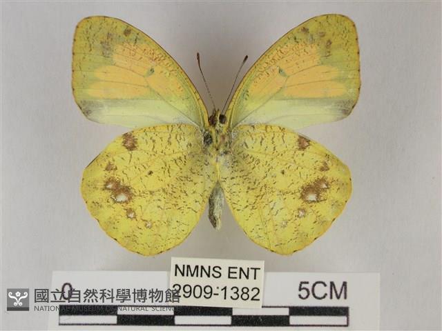 異粉蝶、雌白黃蝶藏品圖，第2張