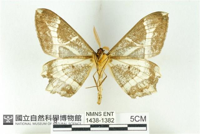 樹形尺蛾藏品圖，第2張