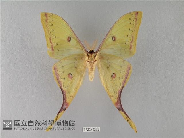 臺灣長尾水青蛾藏品圖，第2張