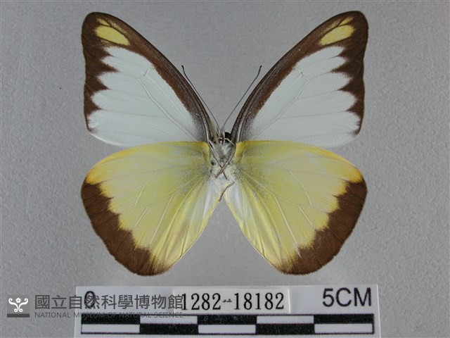 異色尖粉蝶藏品圖，第2張