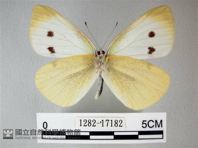 白粉蝶、紋白蝶藏品圖，第2張