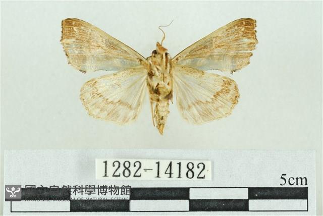 粉紅帶散紋夜蛾藏品圖，第2張