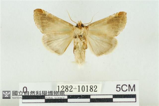 印華波紋蛾藏品圖，第2張