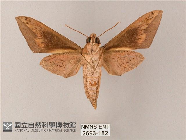 直翅斜紋天蛾藏品圖，第2張