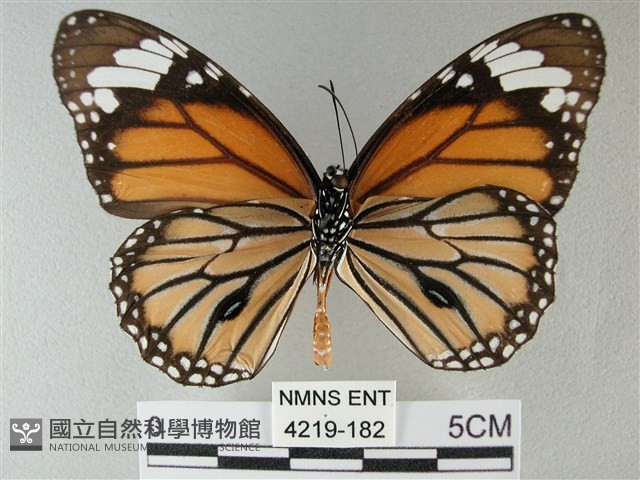 黑脈樺斑蝶藏品圖，第2張