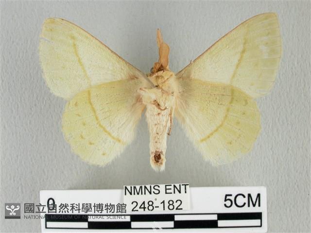 青枯葉蛾藏品圖，第2張