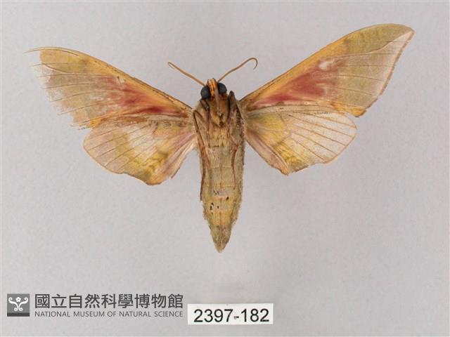 榆綠天蛾藏品圖，第2張