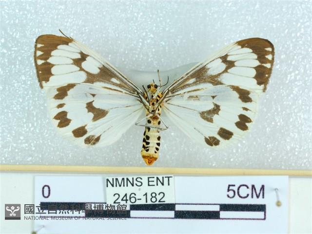 粉蝶燈蛾藏品圖，第2張