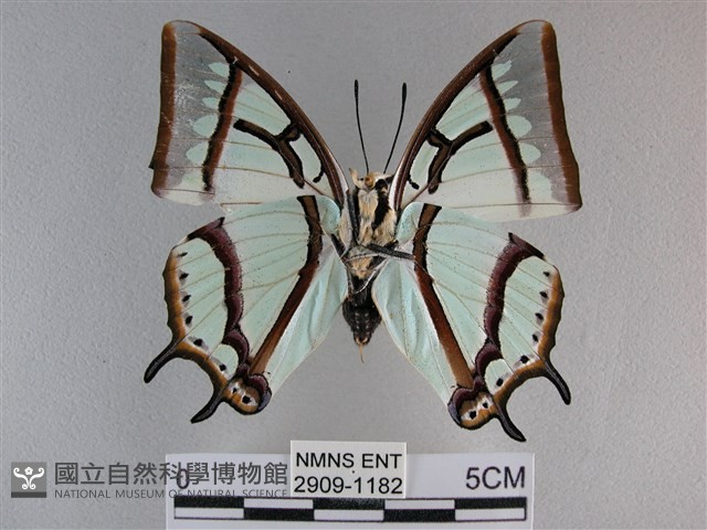 小雙尾蛺蝶藏品圖，第2張