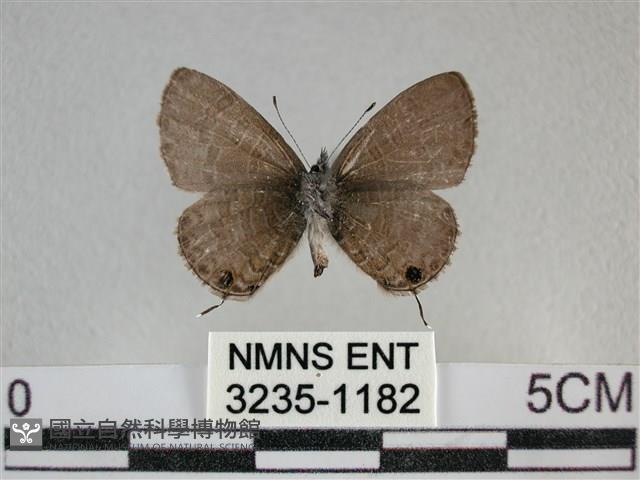 波灰蝶藏品圖，第2張