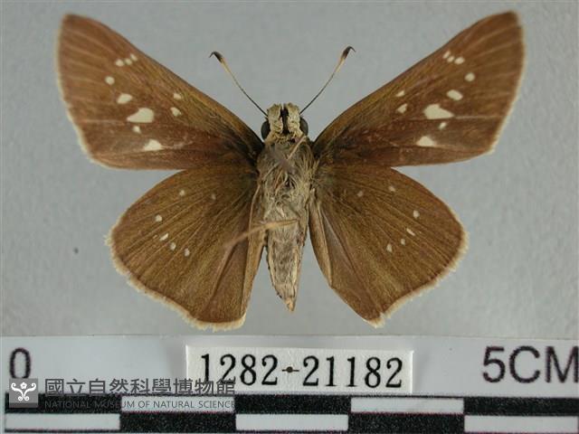 尖翅褐弄蝶藏品圖，第2張