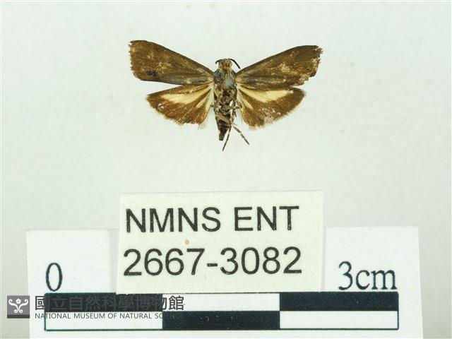 叉紋閃舞蛾藏品圖，第2張