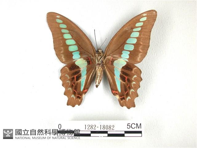 青帶鳳蝶藏品圖，第2張