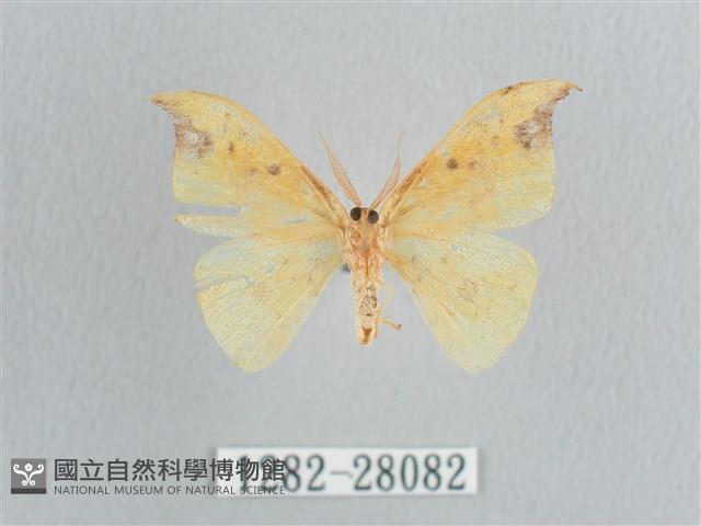 銀斑黃鉤蛾藏品圖，第2張