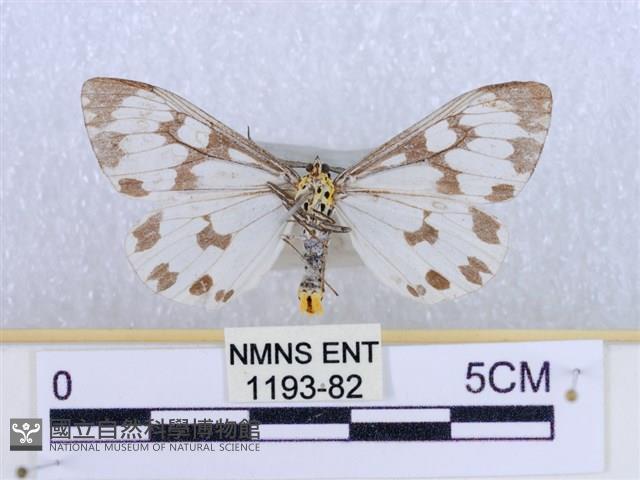粉蝶燈蛾藏品圖，第2張