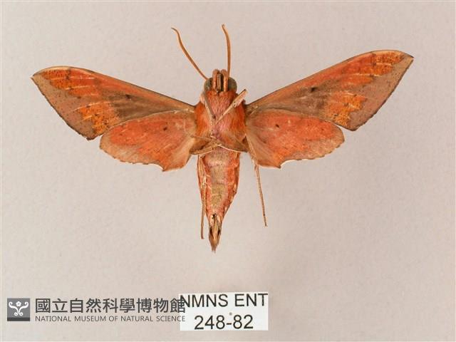 雙斑白肩天蛾藏品圖，第2張